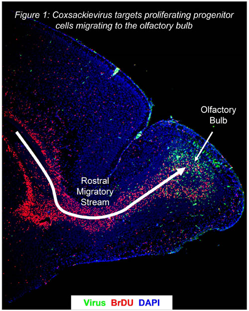 Coxsackievirus targets proliferating progenitor cells migrating to the olfactory bulb